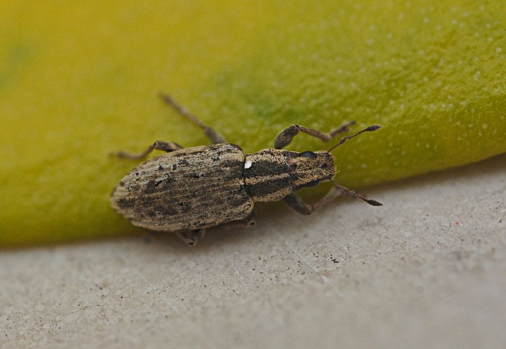 Curculionidae:  Sitona humeralis